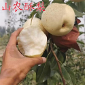 泰山九女峰酥梨