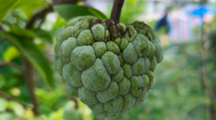 普宁释迦果：甜蜜的热带珍宝