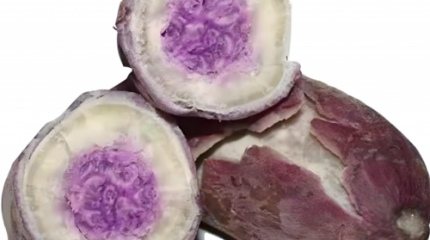 揭岭珍品·一点红番薯