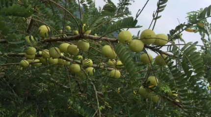 探秘普宁油甘：从酸涩到回甘的奇妙水果