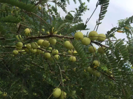 探秘普宁油甘：从酸涩到回甘的奇妙水果