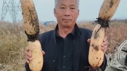 藕田千亩掘玉节 碱地万顷覆金黄 —— 山东东营藕农文功顺丰收纪实