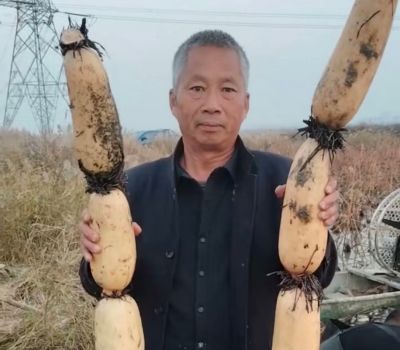 藕田千亩掘玉节 碱地万顷覆金黄 —— 山东东营藕农文功顺丰收纪实