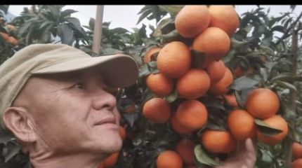 荒坡生金果 实干兴乡村——富川曾伟峰十载沃柑耕耘的共富之路